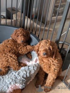 Photo №2 de l'annonce № 172805 de la vente labradoodle, labrador retriever - acheter à Allemagne annonce privée