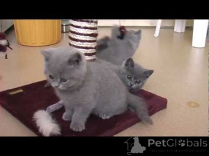 Photo №1. british shorthair - à vendre en ville de Aarbergen | négocié | Annonce № 159559