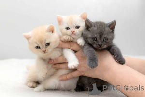 Photo №1. british shorthair - à vendre en ville de Berlin | négocié | Annonce № 171102