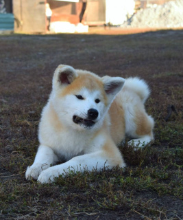 Photo №4. Je vais vendre akita (chien) en ville de Voronezh. éleveur - prix - Négocié