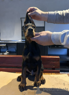 Photos supplémentaires: Chiots Dobermann à vendre