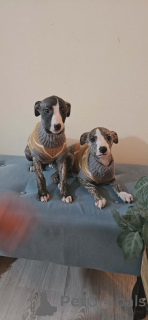 Photo №3. Chiots Lévriers Persans (Saluki). Serbie