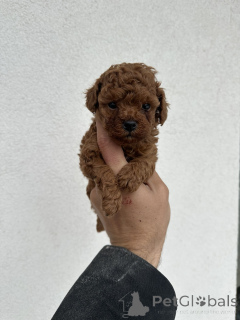 Photo №4. Je vais vendre caniche (jouet) en ville de Belgrade.  - prix - négocié