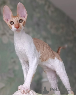 Photo №2 de l'annonce № 173228 de la vente cornish rex - acheter à France annonce privée, éleveur