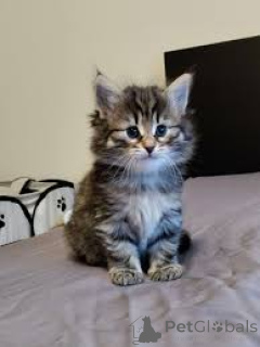 Photo №2 de l'annonce № 164326 de la vente chat des forêts norvégiennes - acheter à La finlande annonce privée, éleveur