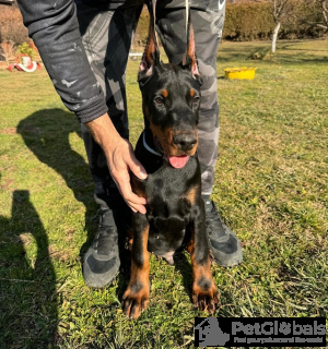 Photo №2 de l'annonce № 134405 de la vente dobermann - acheter à Serbie éleveur