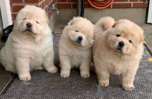 Photo №1. chow-chow - à vendre en ville de Paris | négocié | Annonce №76031