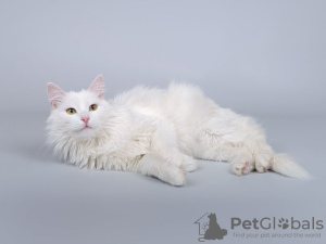 Photos supplémentaires: Le chat blanc comme neige Nikita est entre de bonnes mains.