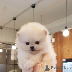 Photo №4. Je vais vendre chien bâtard en ville de Barcelone. annonce privée - prix - 550€