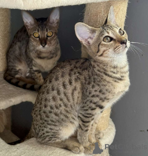 Photo №2 de l'annonce № 176363 de la vente savannah - acheter à France 