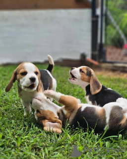 Photo №4. Je vais vendre beagle en ville de Bamberg. annonce privée - prix - 360€