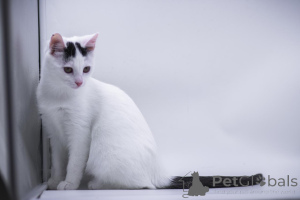 Photo №1.  - à vendre en ville de Rivière moscou | Gratuit | Annonce № 155316