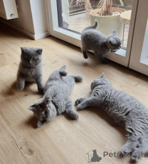 Photo №1. british shorthair - à vendre en ville de Exter | négocié | Annonce № 173812