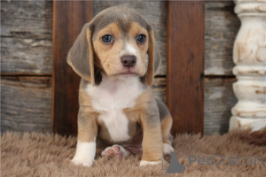 Photo №4. Je vais vendre beagle en ville de Berchtesgaden.  - prix - négocié