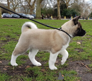 Photo №2 de l'annonce № 161809 de la vente akita (chien) - acheter à Slovaquie 