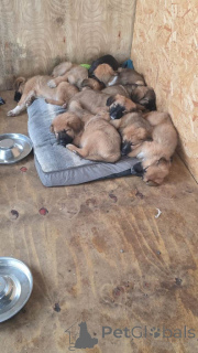 Photo №2 de l'annonce № 166432 de la vente alano espagnol - acheter à La Grande-Bretagne 