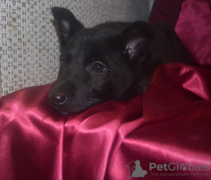 Photo №2 de l'annonce № 9264 de la vente chien bâtard - acheter à Fédération de Russie de l'abri