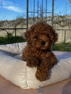 Photo №3. De minuscules caniches jouets avec de grandes personnalités prêts pour de. Allemagne