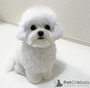 Photo №1. bichon à poil frisé - à vendre en ville de Reykjavík | négocié | Annonce №97414