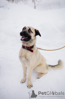 Photo №1. chien bâtard - à vendre en ville de Москва | Gratuit | Annonce №99450