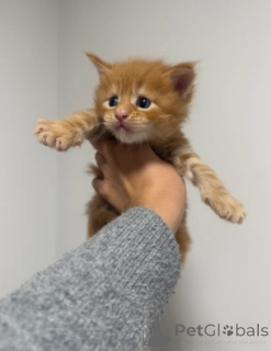 Photo №4. Je vais vendre maine coon en ville de Gann. Munden. éleveur - prix - 900€