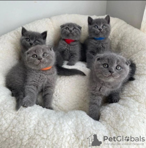 Photo №1. scottish fold - à vendre en ville de Berlin | négocié | Annonce № 119984