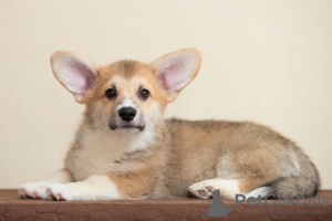 Photo №4. Je vais vendre welsh corgi en ville de Dnipro. de la fourrière - prix - 1171€