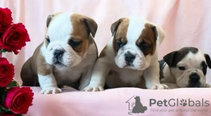 Photo №3. https // champion-bulldoggen.com /. Allemagne