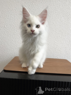 Photo №1. maine coon - à vendre en ville de Pyatigorsk | 1078€ | Annonce № 155989