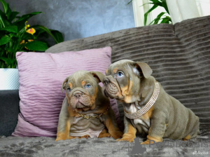 Photo №1. bulldog anglais - à vendre en ville de Berlin | 850€ | Annonce №162514