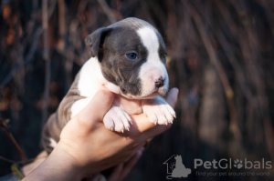 Photo №4. Je vais vendre american staffordshire terrier en ville de Kiev. de la fourrière - prix - 1500€