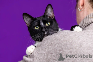 Photo №4. Je vais vendre  en ville de Москва. annonce privée - prix - Gratuit