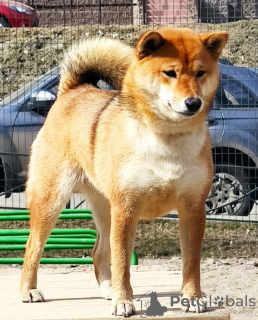 Photo №4. Je vais vendre shiba en ville de Saint-Pétersbourg. éleveur - prix - 1484€