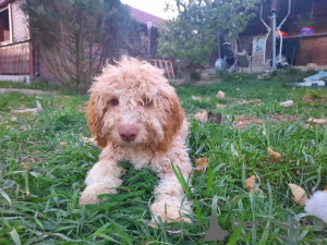 Photos supplémentaires: Chiots Lagotto Romagnolo de race pure