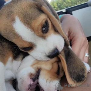 Photos supplémentaires: Chiots Beagle.