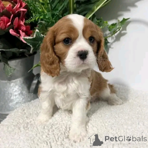 Photo №2 de l'annonce № 138949 de la vente cavalier king charles spaniel - acheter à USA annonce privée, éleveur