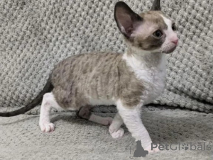 Photo №1. cornish rex - à vendre en ville de Cottbus | 350€ | Annonce № 177643