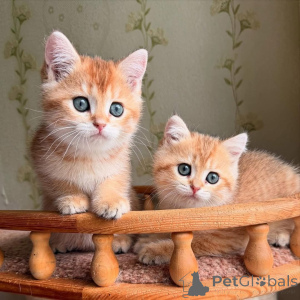 Photo №1.  - à vendre en ville de Boulogne-Billancourt | négocié | Annonce № 161841