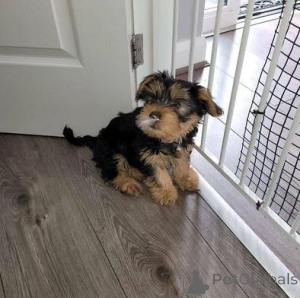 Photo №2 de l'annonce № 160019 de la vente yorkshire terrier - acheter à La Lettonie annonce privée