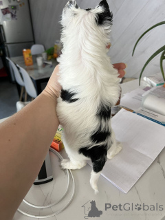 Photo №2 de l'annonce № 164797 de la vente yorkshire terrier - acheter à Allemagne annonce privée, de l'abri