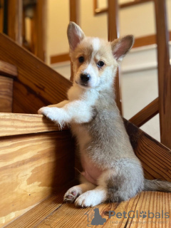 Photo №3. Beaux chiots Welsh Corgi à vendre. Allemagne