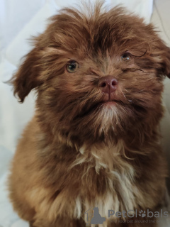 Photo №2 de l'annonce № 133915 de la vente bolonka - acheter à Serbie éleveur