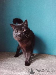 Photo №4. Je vais vendre  en ville de Rivière moscou. annonce privée - prix - Gratuit