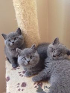 Photo №2 de l'annonce № 116403 de la vente british shorthair - acheter à Allemagne annonce privée