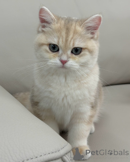 Photo №3. Rencontrez Oliver, un doux petit gentleman aux yeux dorés et au cœur plein. Allemagne