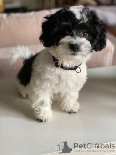 Photo №3. Toy Yorkie Valpar. Suède