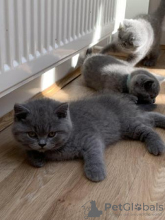 Photo №1. british shorthair - à vendre en ville de Düsseldorf | 400€ | Annonce № 119434