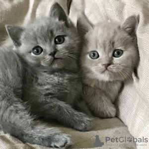 Photo №2 de l'annonce № 133219 de la vente british longhair - acheter à France annonce privée