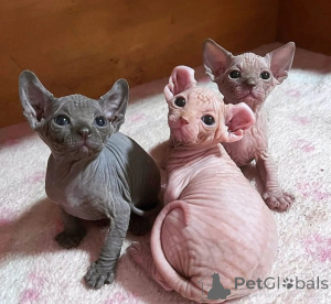 Photo №1. sphynx - à vendre en ville de Murcia | négocié | Annonce № 176378