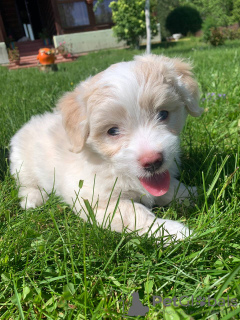 Photo №1. maltipu - à vendre en ville de Москва | 1327€ | Annonce №20360